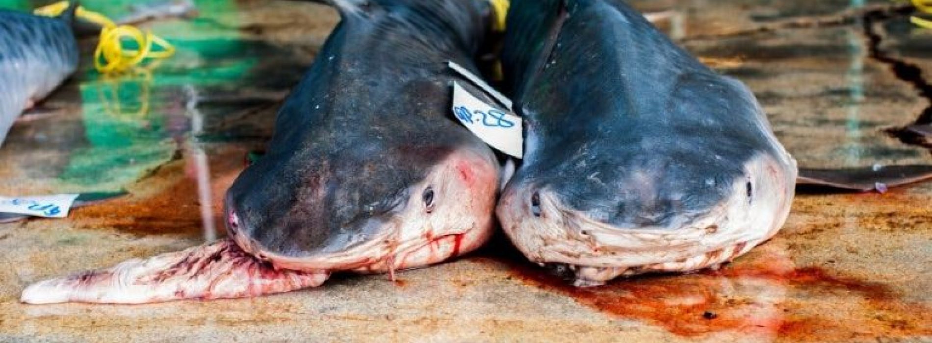 Canada wordt de eerste G20-natie die handel in haaienvinnen verbiedt