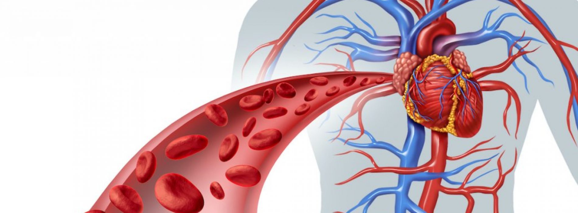 9 kruiden om de bloedcirculatie en hartfunctie te verbeteren