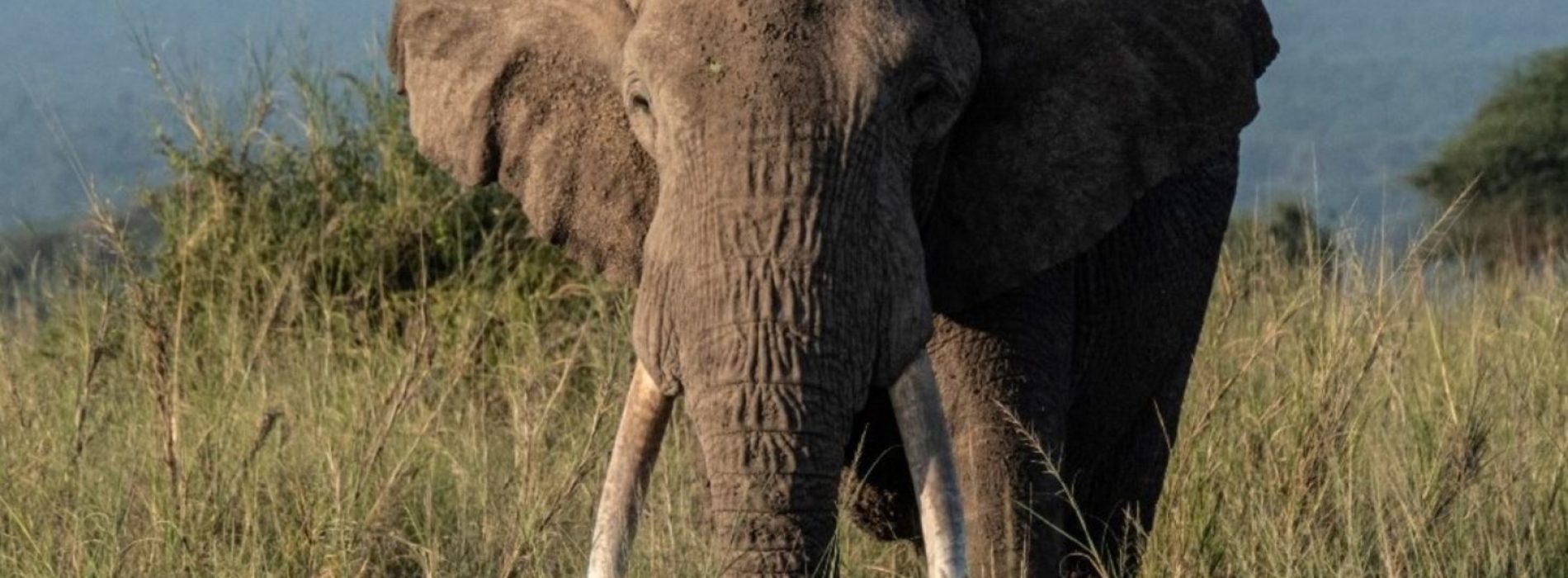 Van stroperij tot avocado’s, Kenia’s olifanten worden geconfronteerd met een nieuwe bedreiging