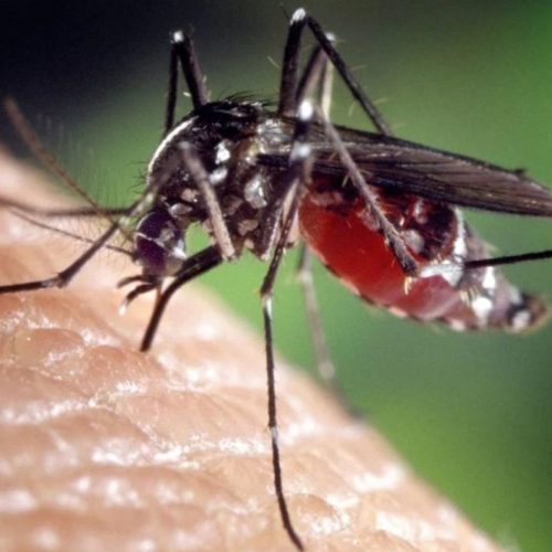 Florida wil een miljard genetisch gemodificeerde muggen vrijlaten in  “Nachtmerrie” -experiment