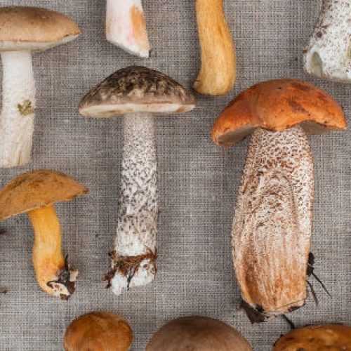 Vijf therapeutische eigenschappen van medicinale paddenstoelen