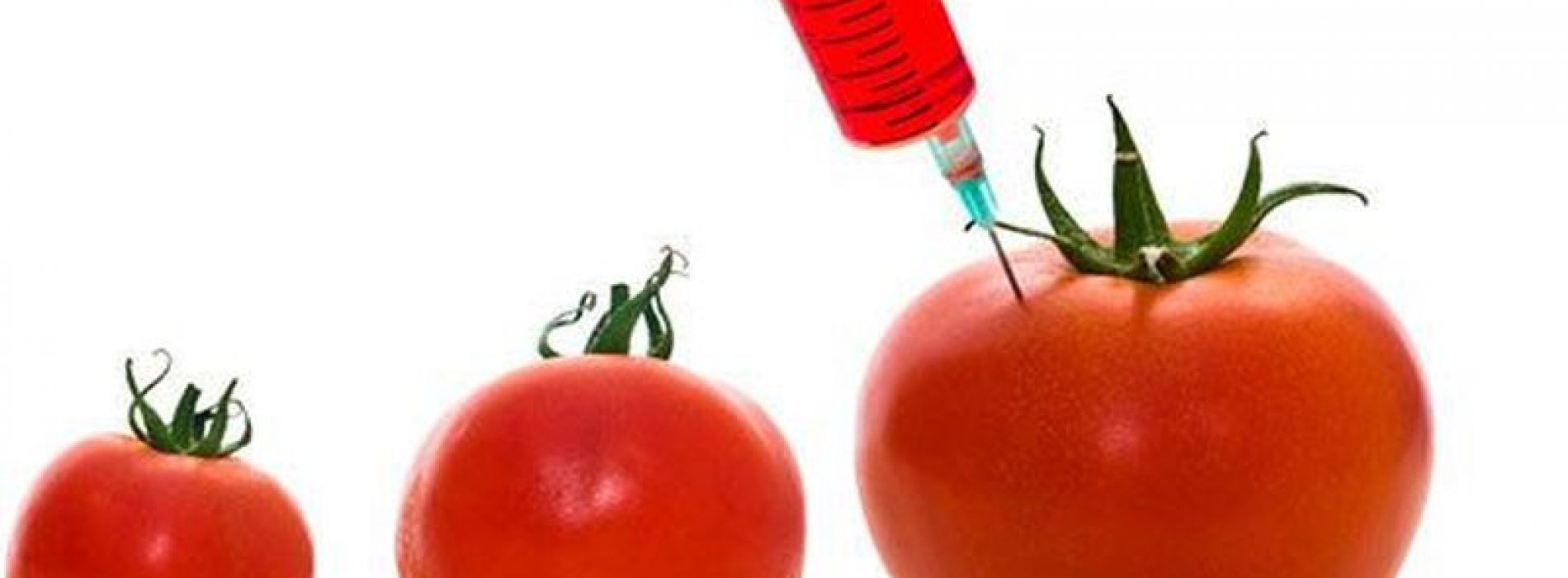 Weet je nog dat we je waarschuwden voor GGO-tomaten? Wetenschappers zeggen nu dat ze waarschijnlijk niet veilig zijn, laat staan gezond