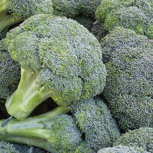 Kan een molecuul in broccoli de hersenen helpen bij het REPAREREN van schade door eiwitpieken?
