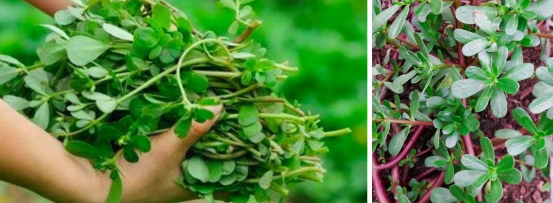 Gewoon onkruid kan een “superplant” zijn die de sleutel vormt tot het creëren van droogtebestendige gewassen