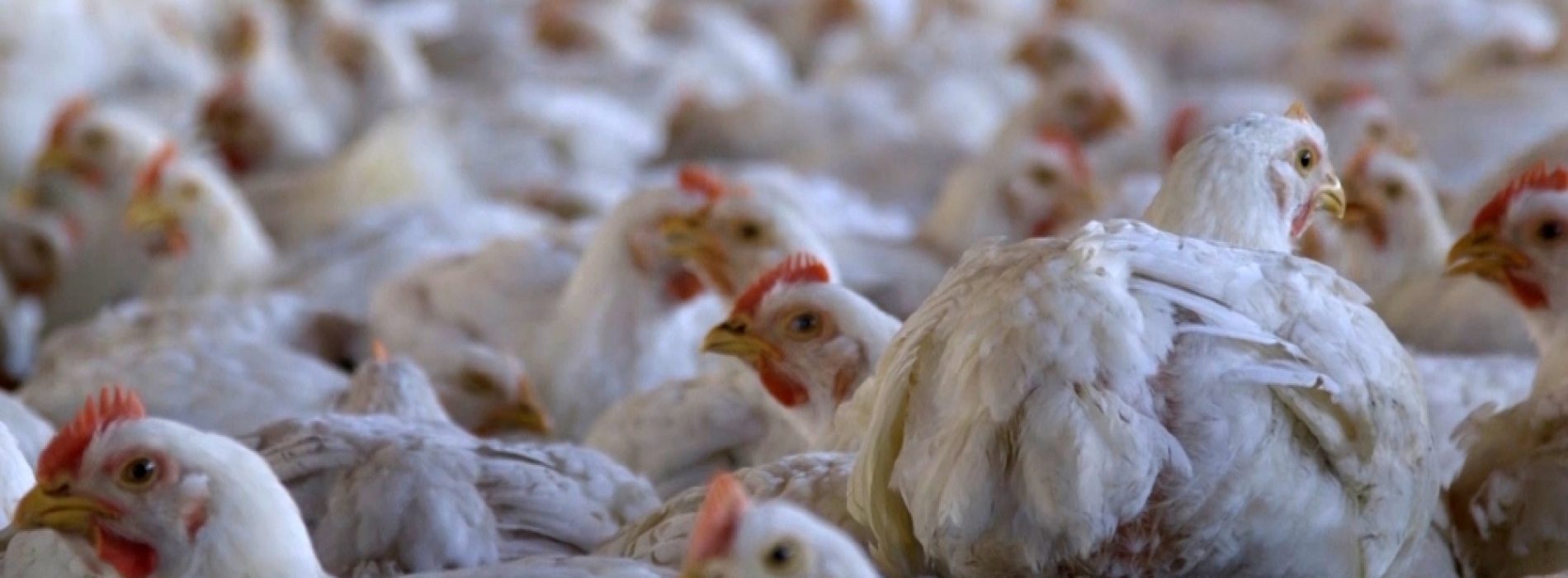 Massaal ruimen van kippen is een aanval op de voedselvoorziening
