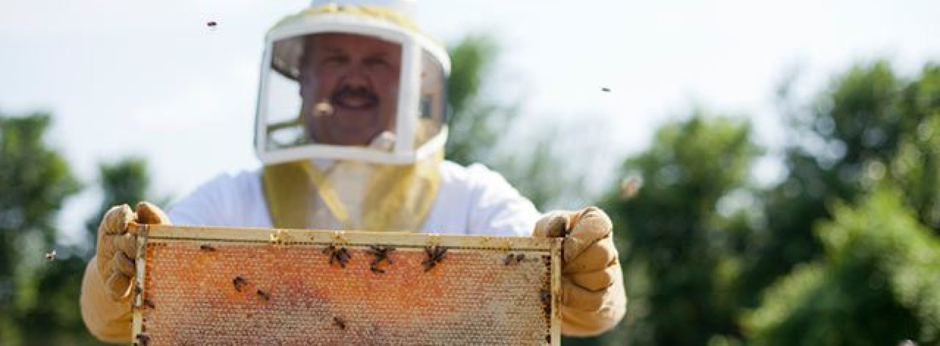 Hoe deze inheemse imker tegen Monsanto vocht om inheemse bijen te redden en won