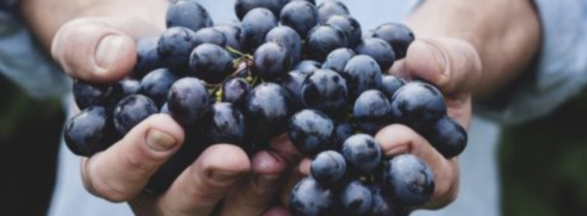 Het zijn niet alleen wortelen: het eten van druiven verbetert ook de gezondheid van de ogen