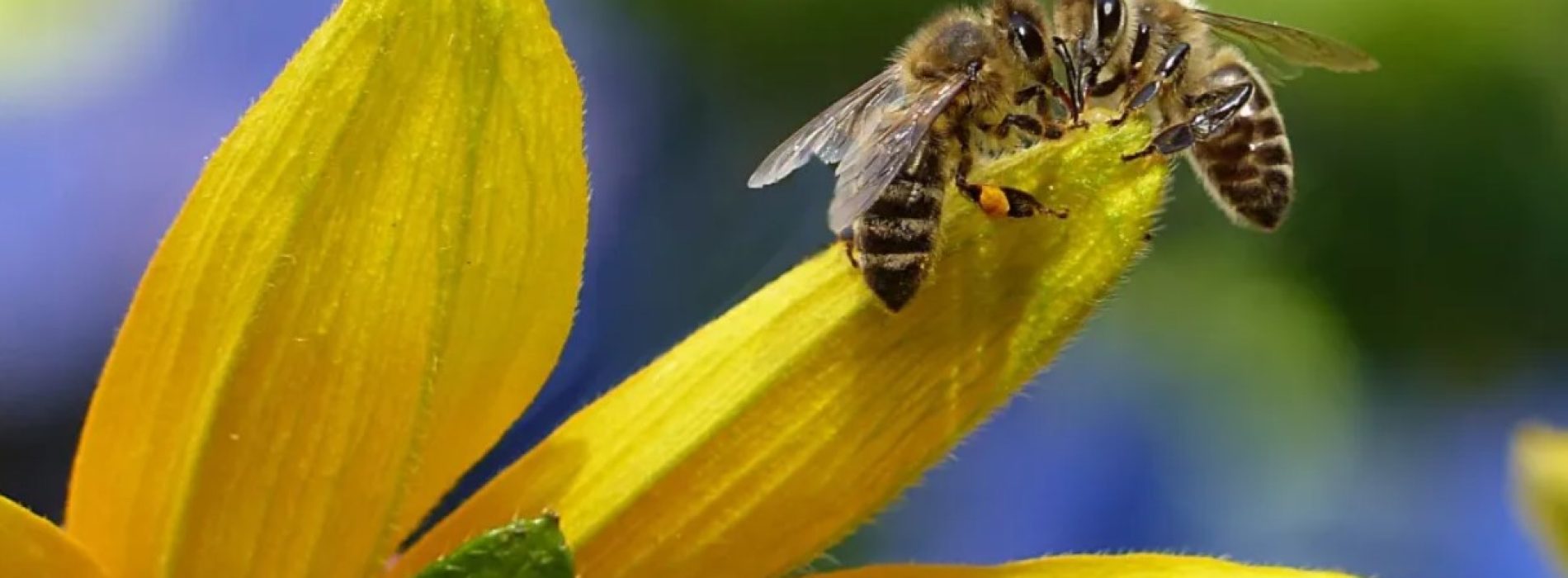 Mensen, bijen en dieren in het wild in 2023: slimme steden doden al het leven